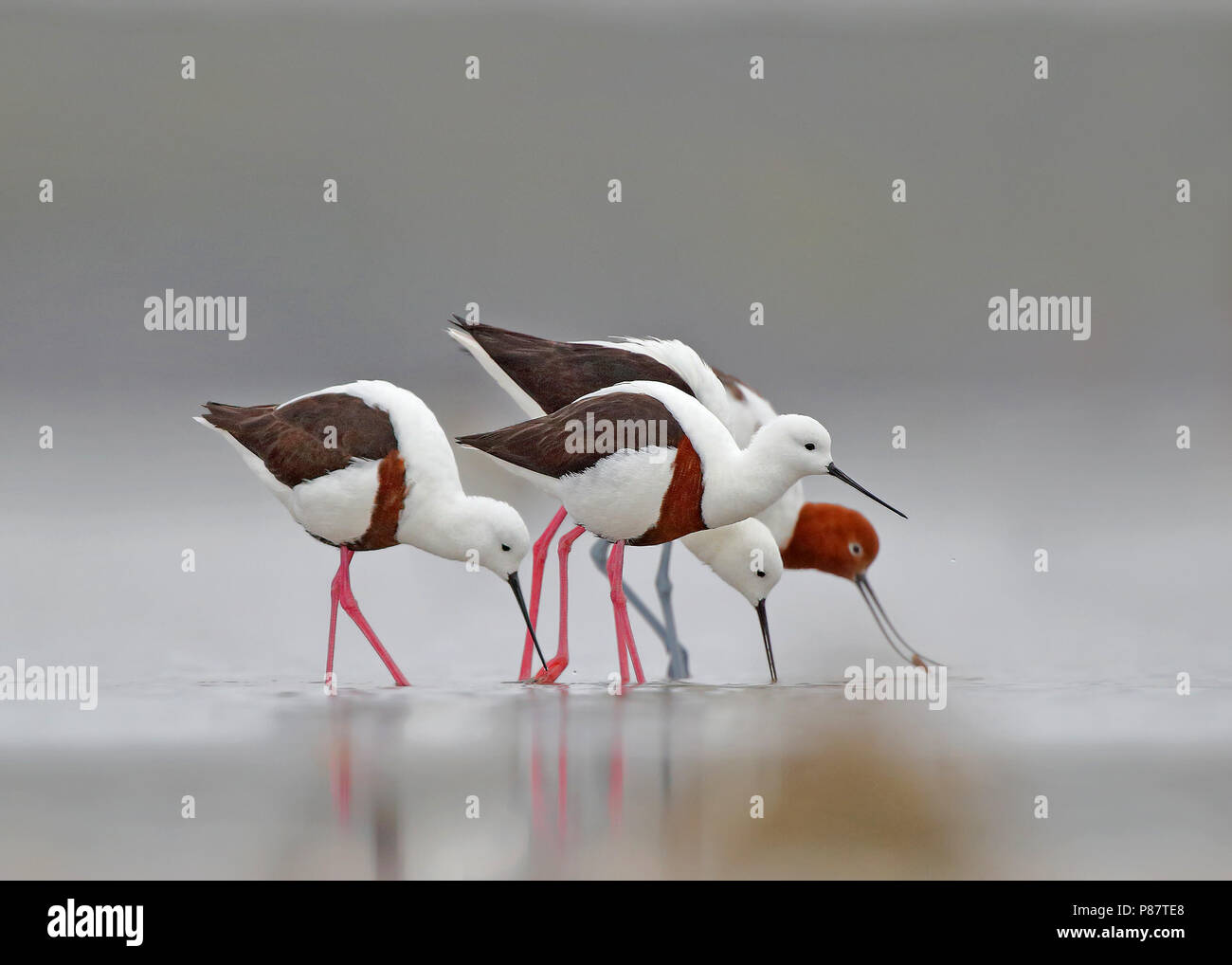 Banded Stilts (Cladorhynchus leucocephalus) foraging in Australian