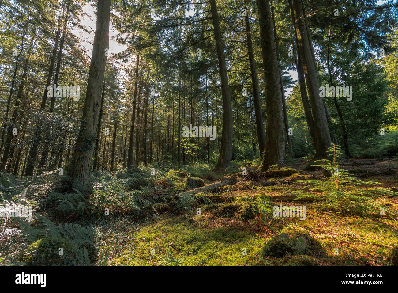Hiking through the beautiful forest of Cornwall's Cardinham Woods Stock Photo