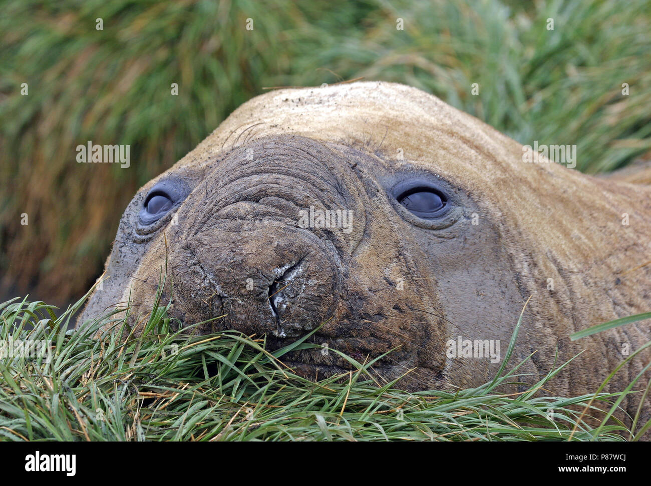 Southern Elephant Seal at the subantarctic ilands of New Zealand Stock Photo