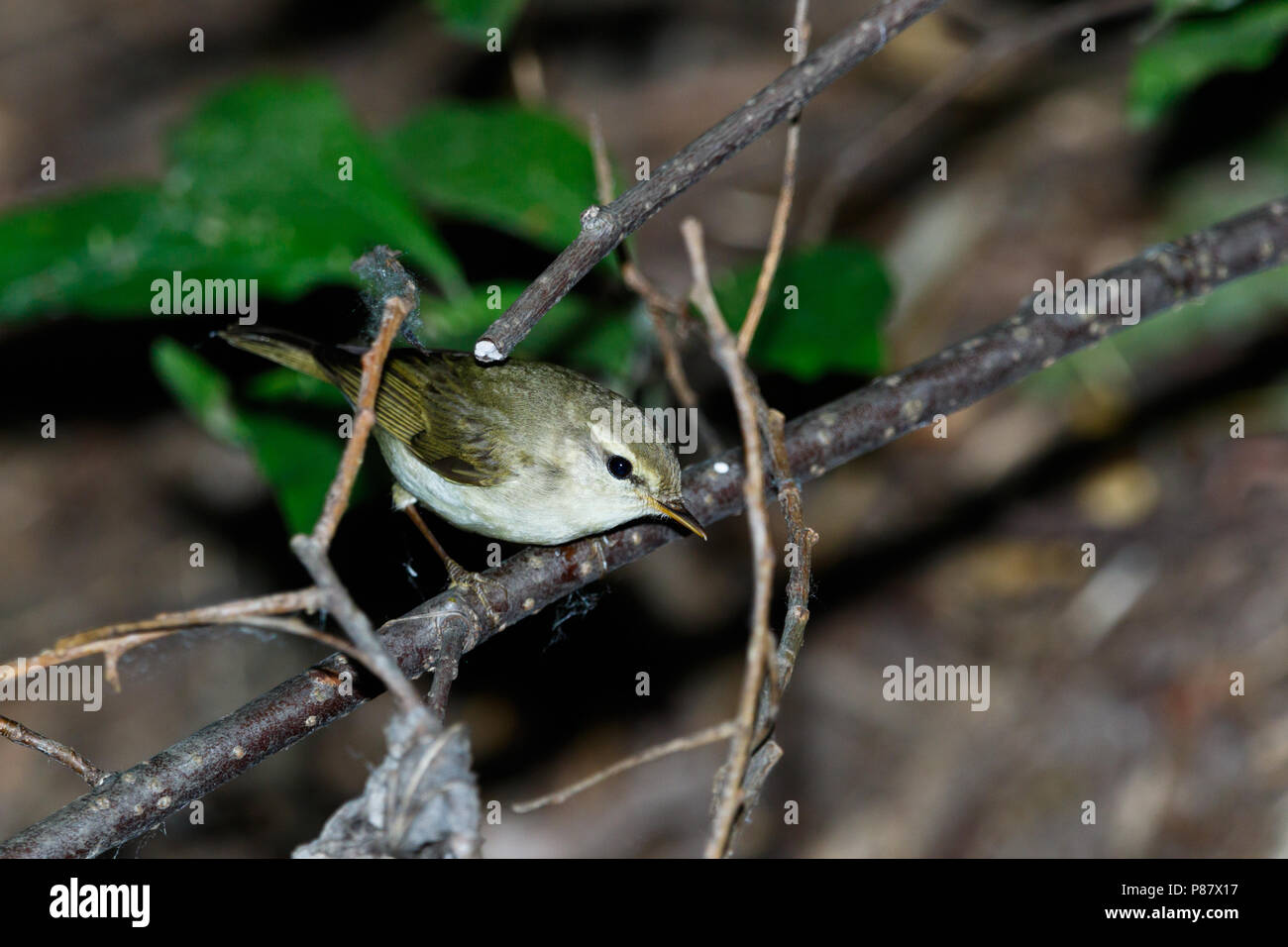 Phylloscopus trochiloides. The Greenish Warbler in nature. Russia, the ...