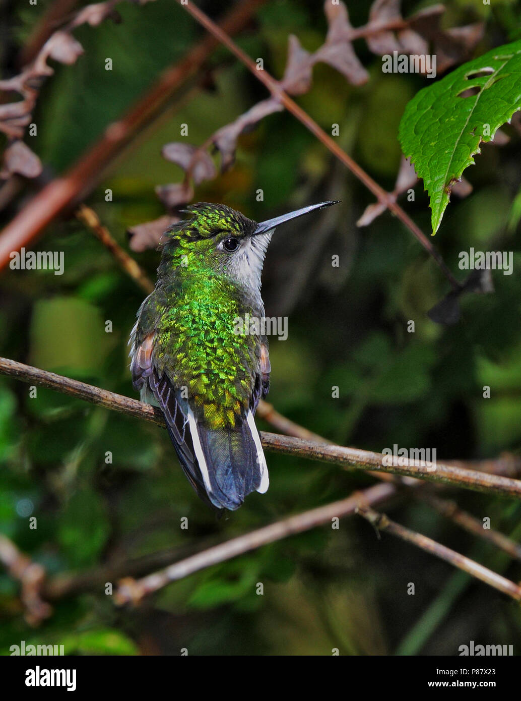 Stripe-tailed Hummingbird, Eupherusa eximia Stock Photo