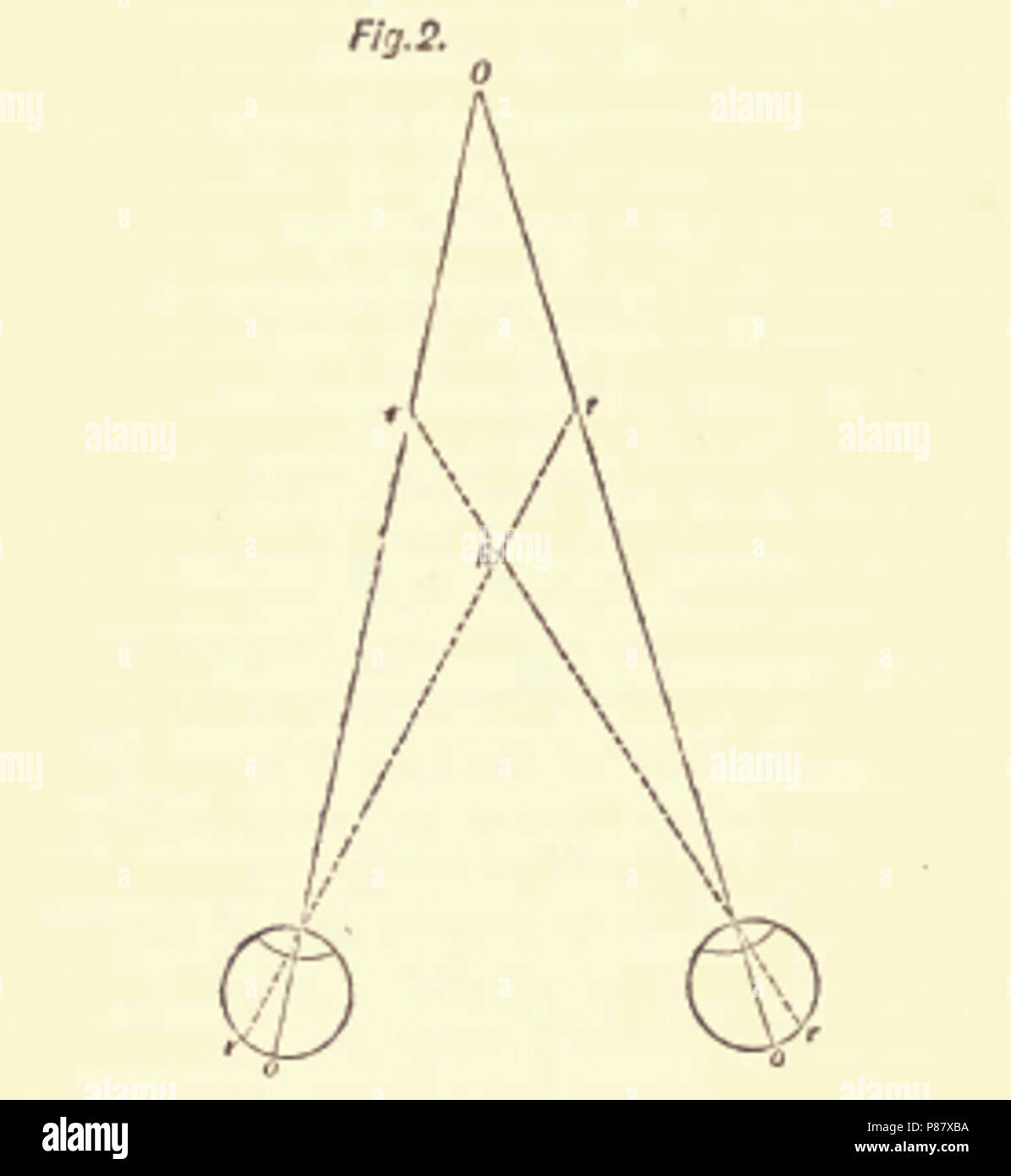 4Fold Root Figure 2. Stock Photo