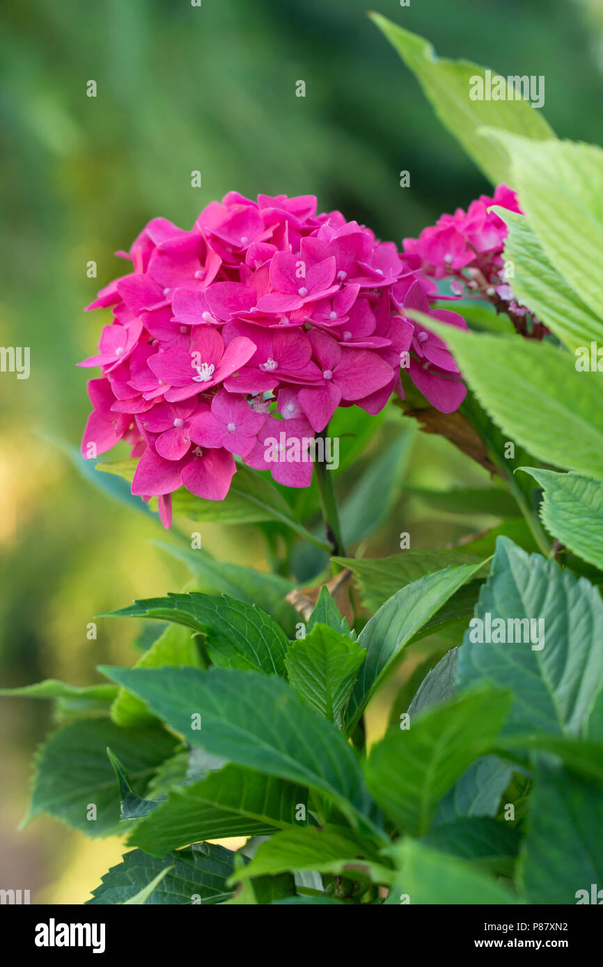Pink and purple hydrangea growing in garden on Ile Aux Moines, Morbihan ...