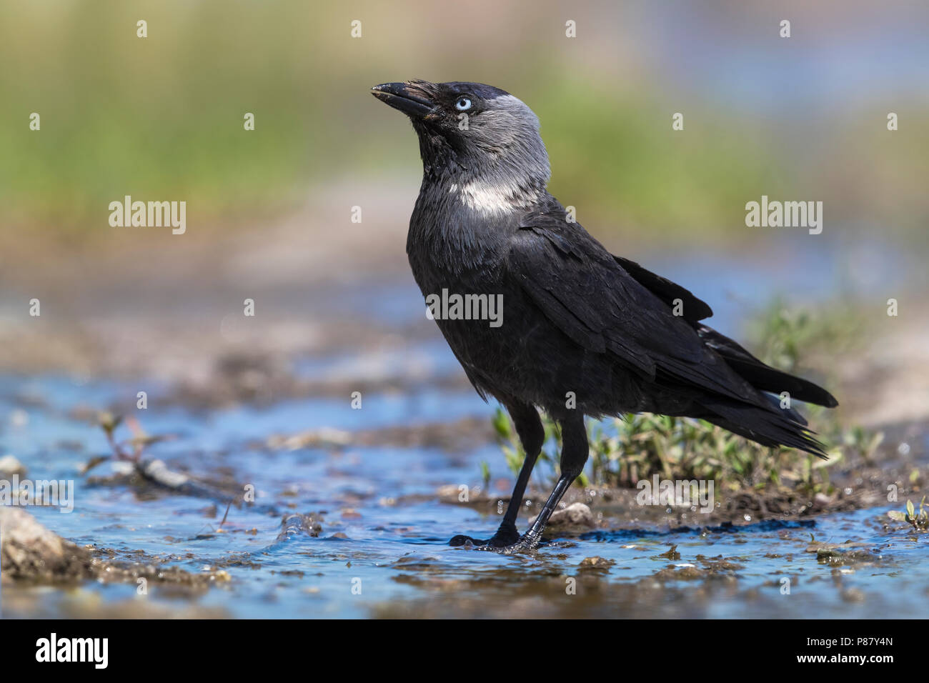Kauw; Eurasian Jackdow; Corvus monedula Stock Photo