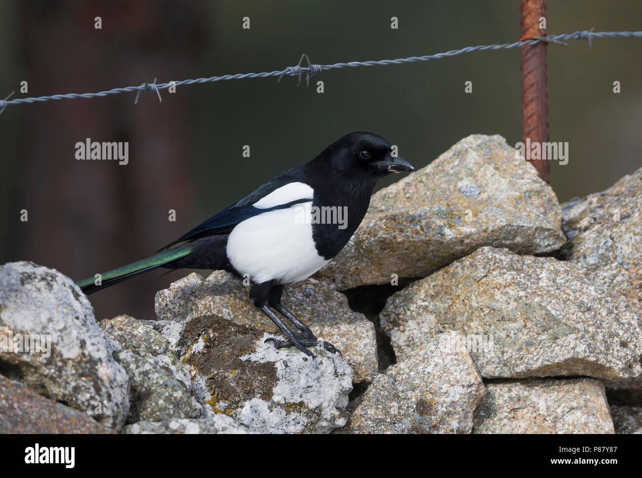 pica pica melanotos / Black-billed magpie in Parque biológico de Gaia Iberian Magpie (Pica pica melanotos)