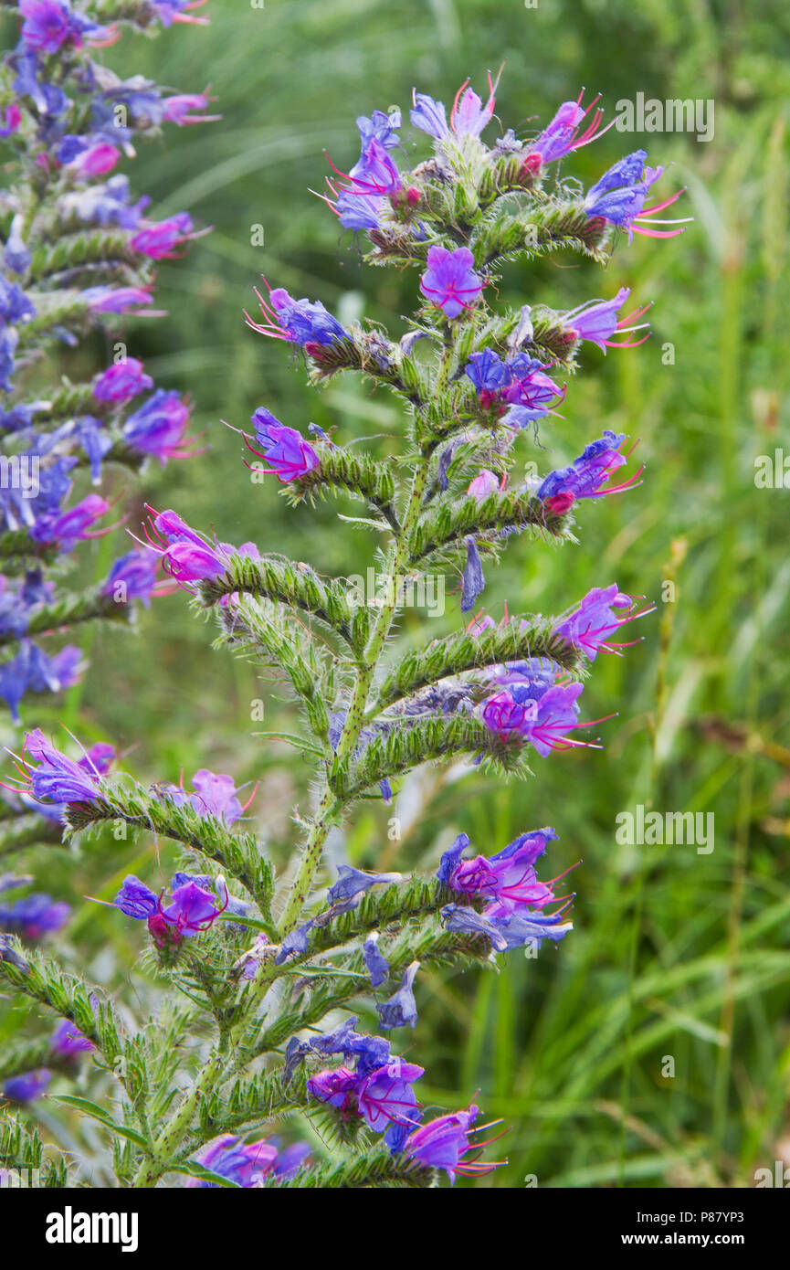 The vivid blue flowers of Viper's bugloss, also known as Blueweed, a beautiful wildflower Stock Photo