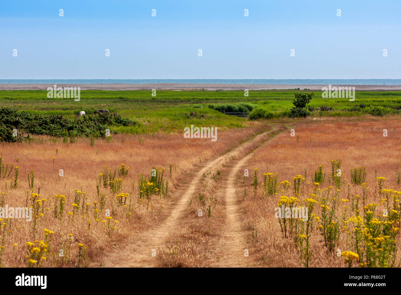 view across ,marshes at dunwich suffolk uk Stock Photo