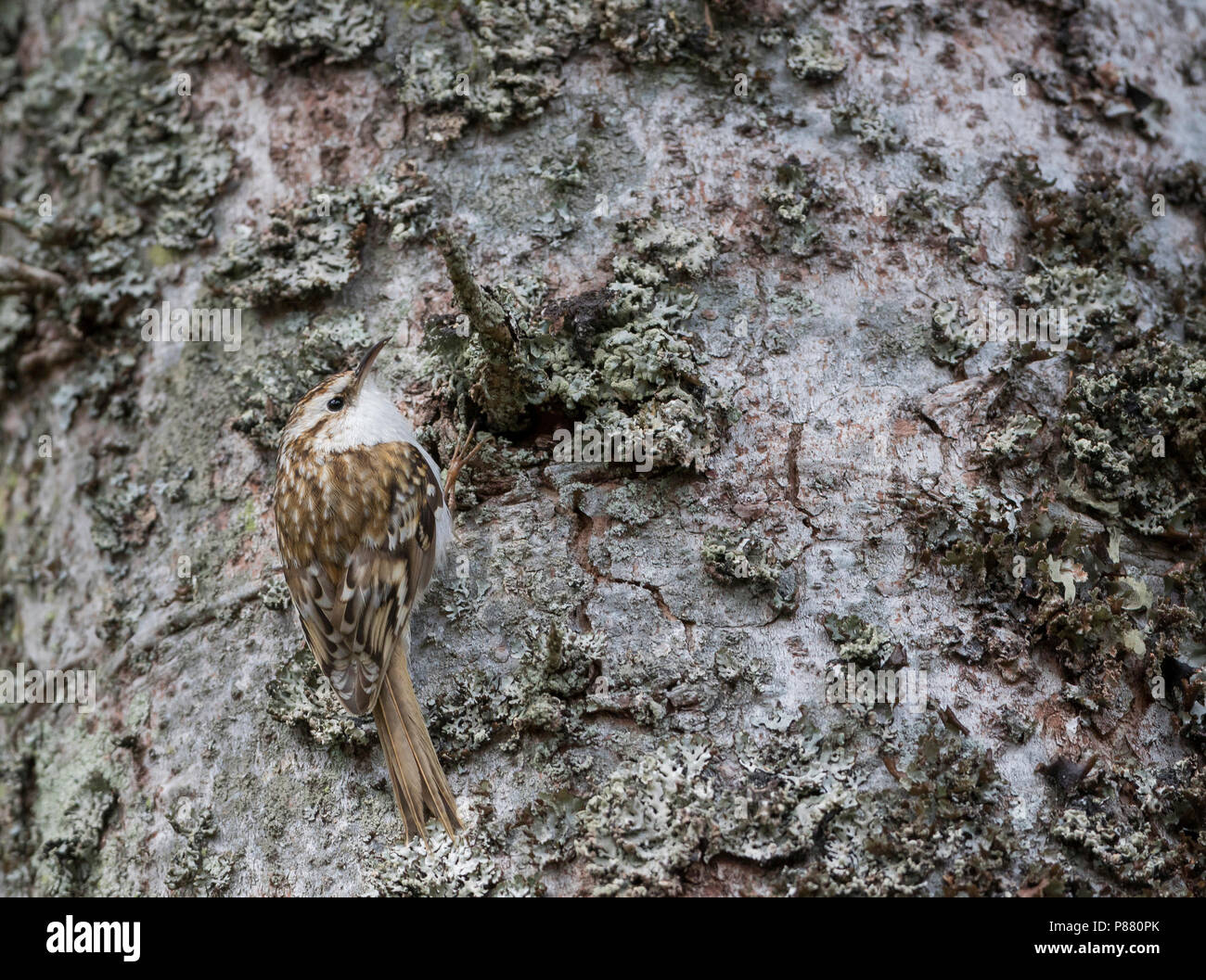Eurasian Treecreeper - Waldbaumläufer - Certhia familiaris ssp. macrodactyla, Germany Stock Photo