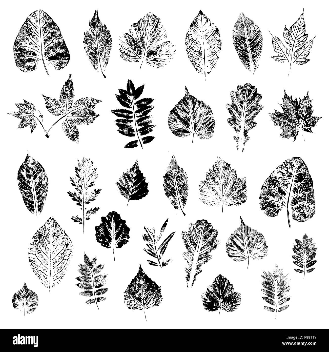 Leaves of black silhouettes of trees and bushes. Set of vector ...