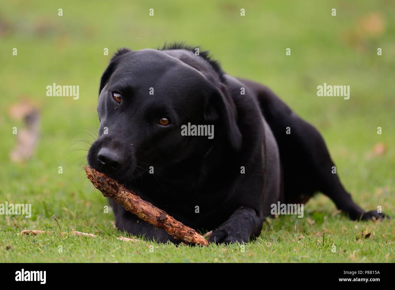 Low angle view of a young black Labrador chewing a stick Stock Photo
