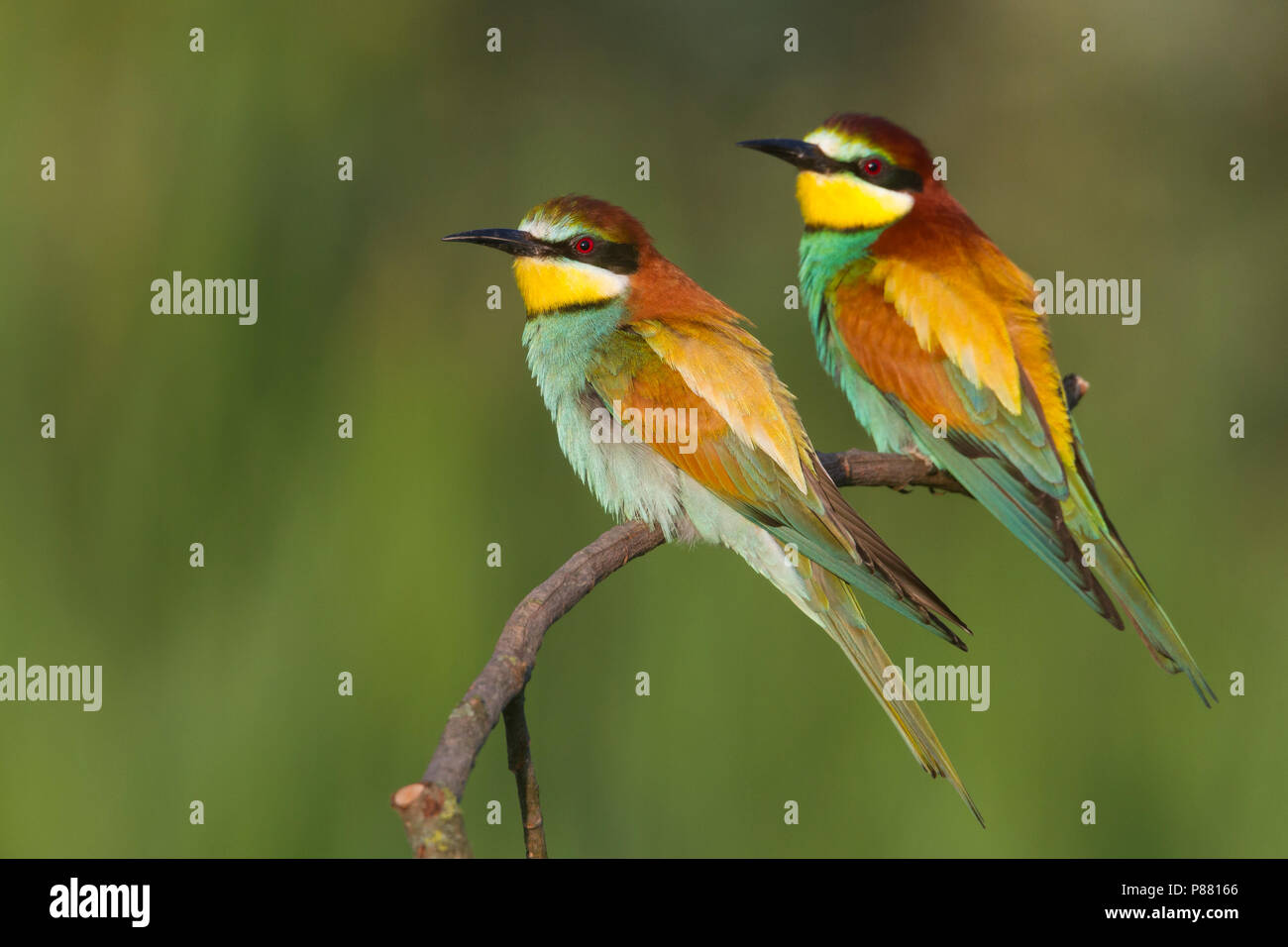 European Bee-eater, Bijeneter, Merops apiaster, Hungary, adult Stock Photo