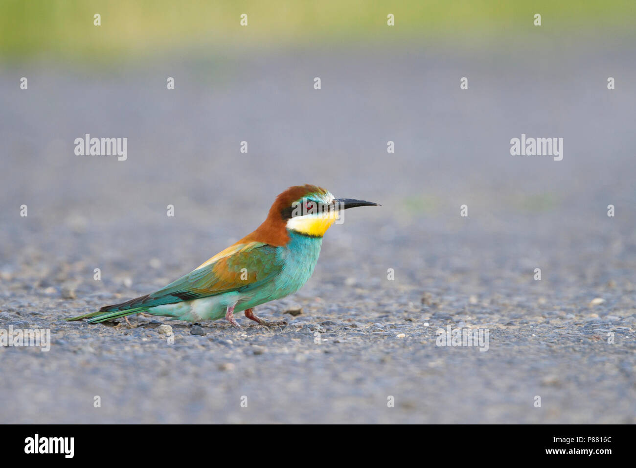 European Bee-eater, Bijeneter, Merops apiaster, Hungary, adult Stock Photo
