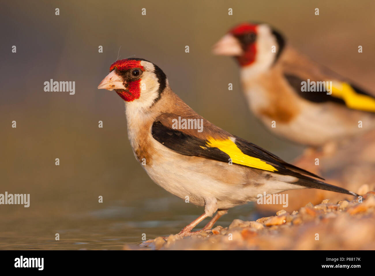 Chardonneret Elegant High Resolution Stock Photography And Images Alamy