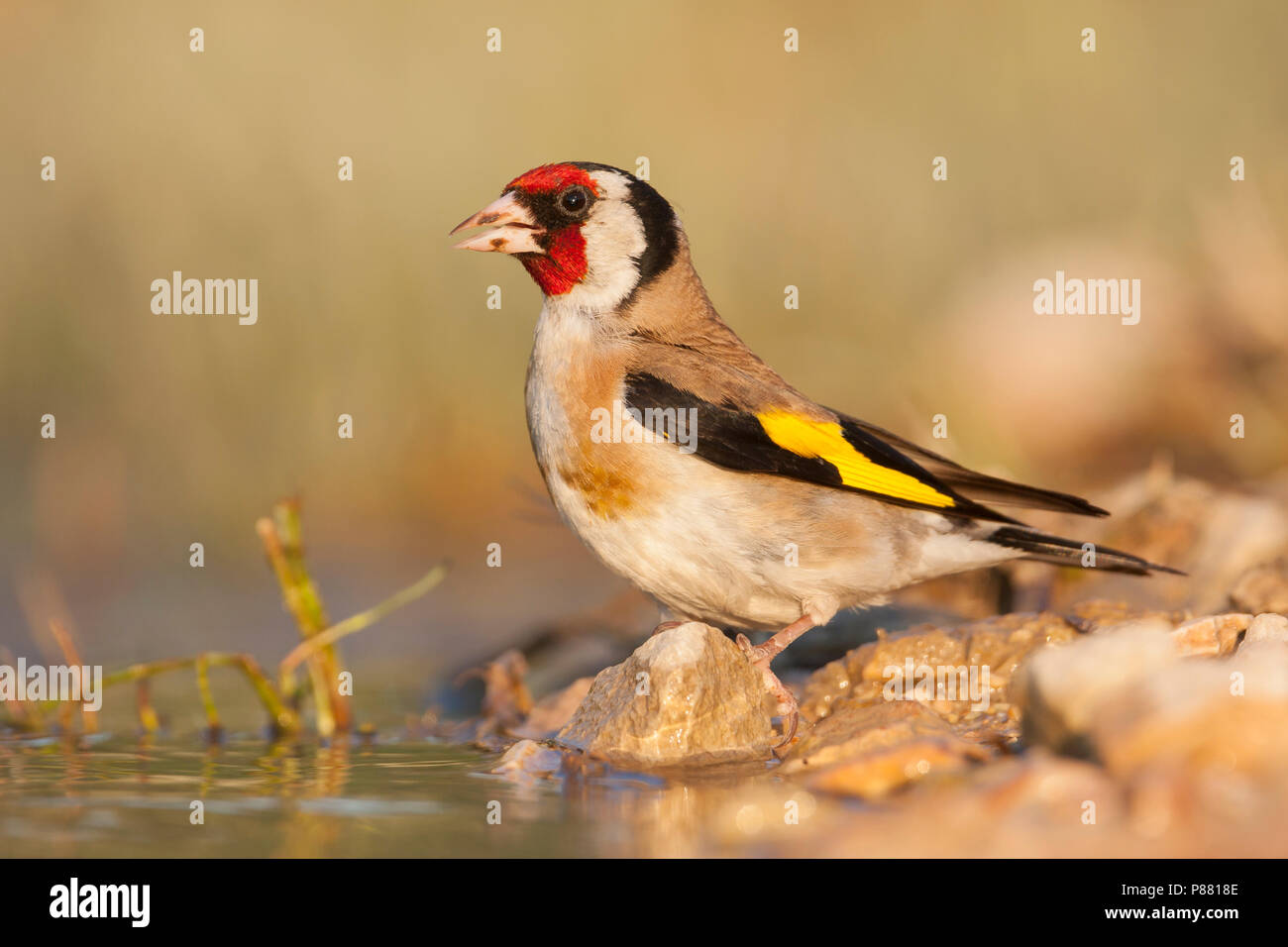 Chardonneret Elegant High Resolution Stock Photography And Images Alamy