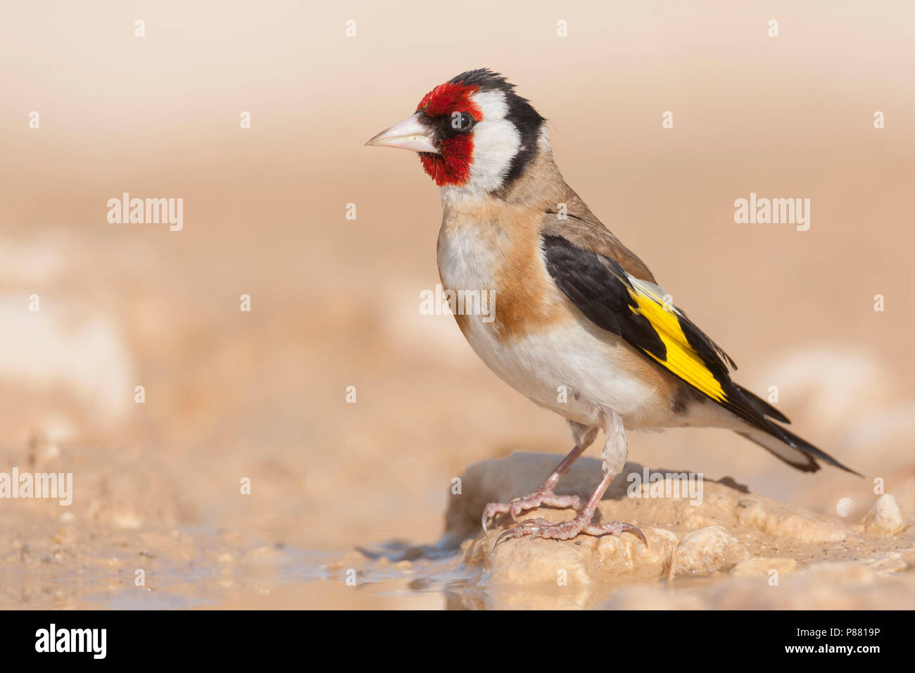Chardonneret Elegant High Resolution Stock Photography And Images Alamy