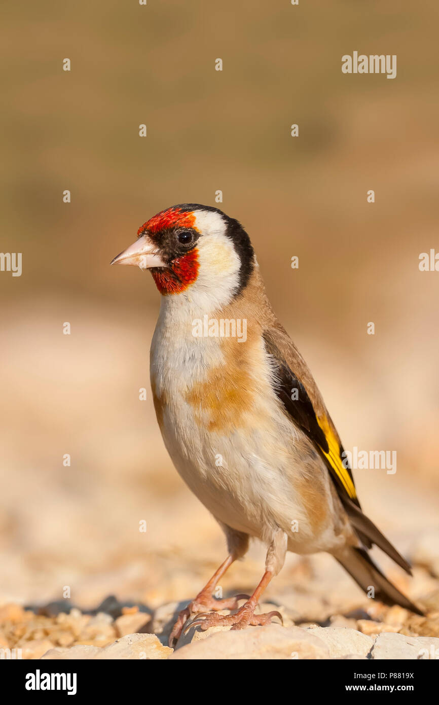 Chardonneret Elegant High Resolution Stock Photography And Images Alamy