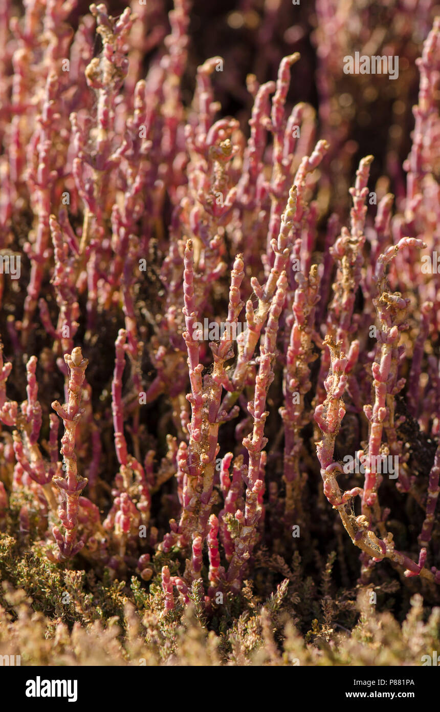 Sarcocornia fruticosa, halophytic vegetation at Natural reserve Guadalhorce, Malaga, Spain. Stock Photo
