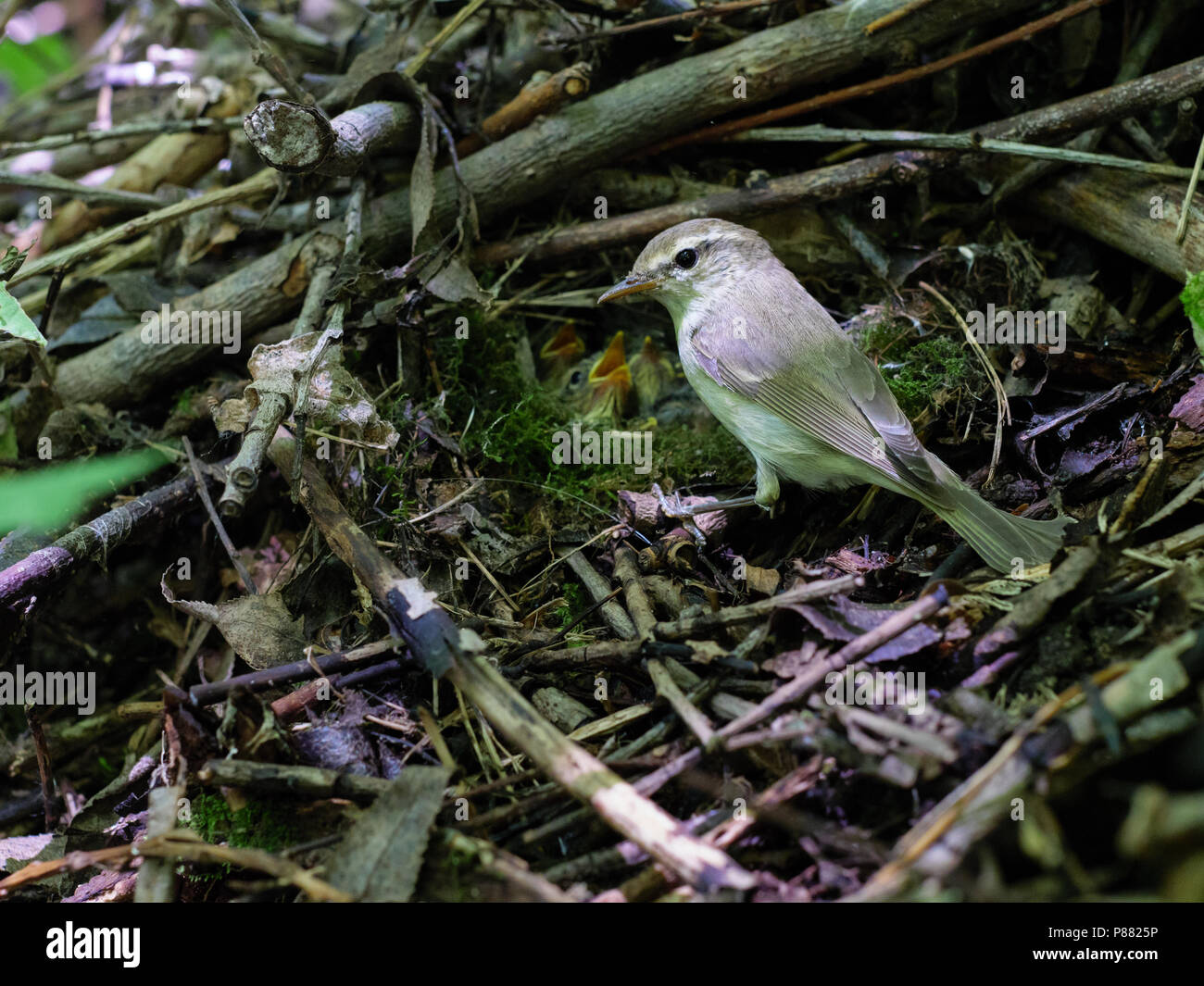 Phylloscopus trochiloides. The nest of the Greenish Warbler in nature. Russia, the Ryazan region (Ryazanskaya oblast), the Pronsky District, Denisovo. Stock Photo