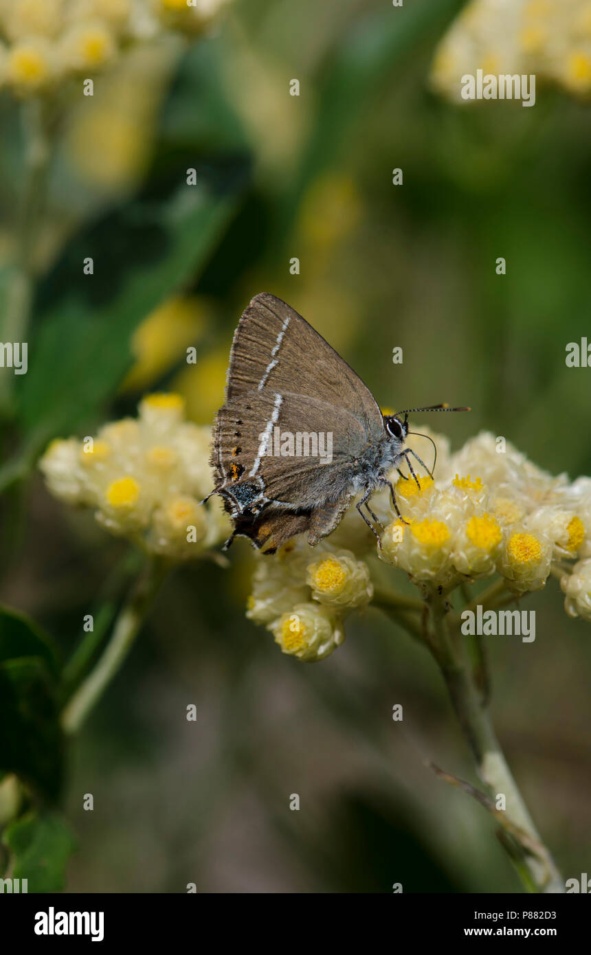 Blue Spot Hairstreak - Satyrium spini, butterfly, Mijas, Andalusia, Spain. Stock Photo