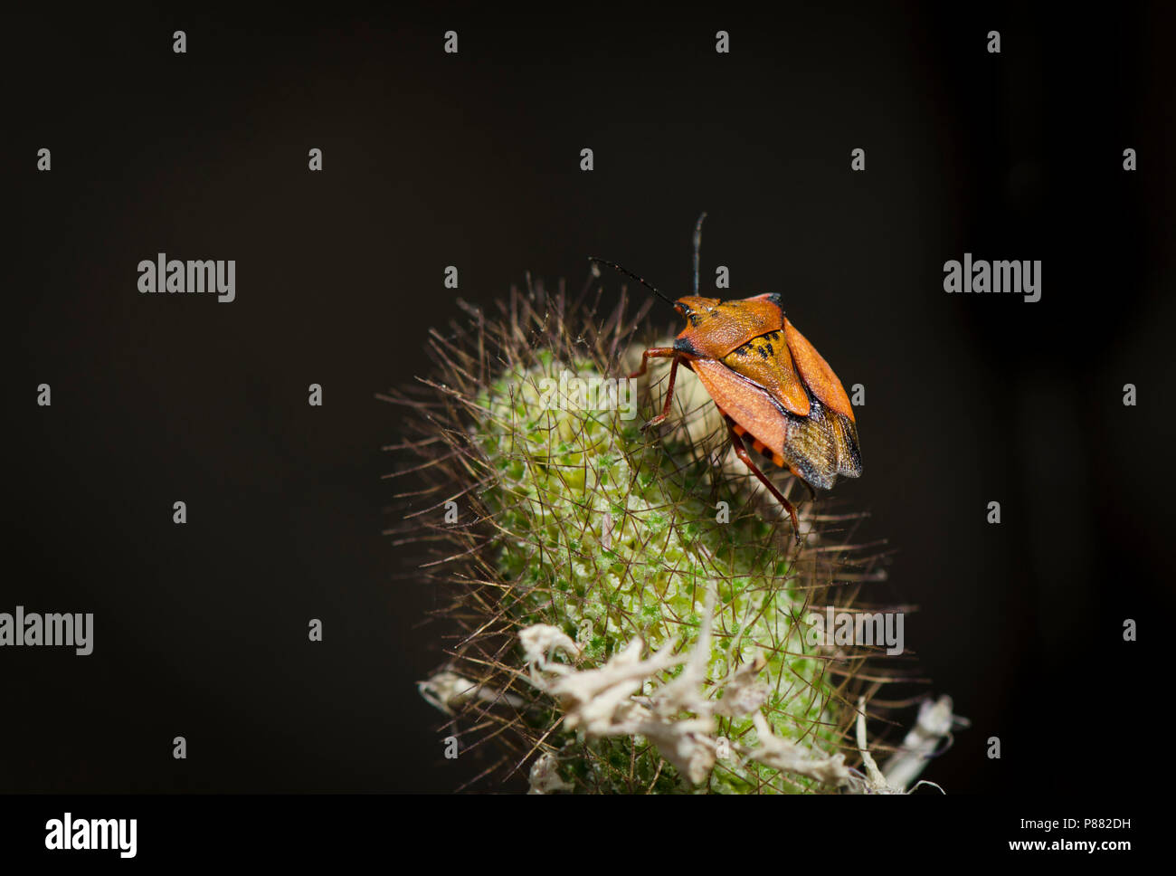 Carpocoris purpureipennis, shield bug, also considered an agricultural pest, Spain. Stock Photo