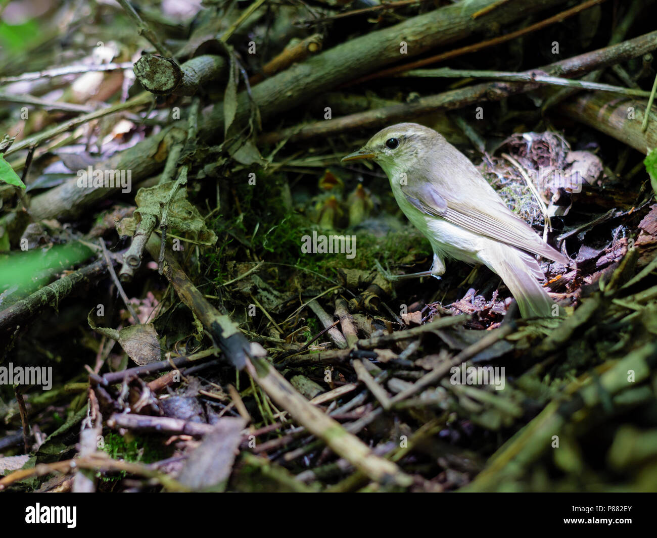 Phylloscopus trochiloides. The nest of the Greenish Warbler in nature. Russia, the Ryazan region (Ryazanskaya oblast), the Pronsky District, Denisovo. Stock Photo