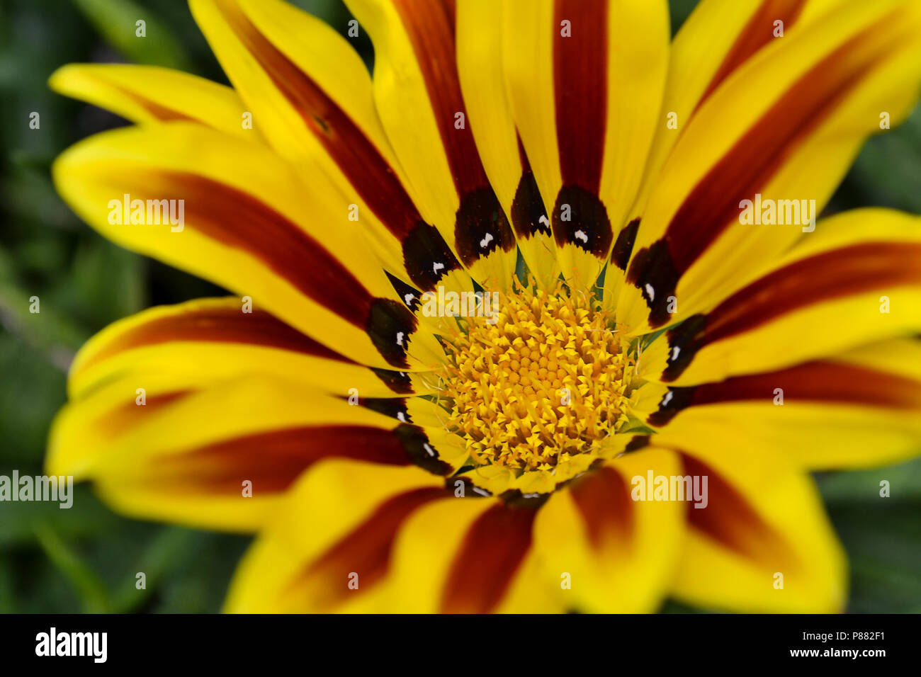 Yellow gazania flower in the wild in a summer afternoon Stock Photo