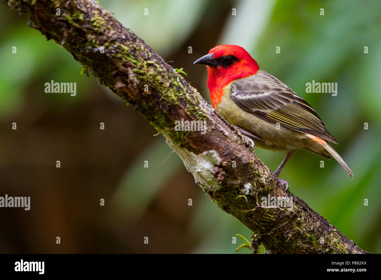 Mauritius Fody (Foudia rubra) and endemic species of bird from Mauritius. Stock Photo