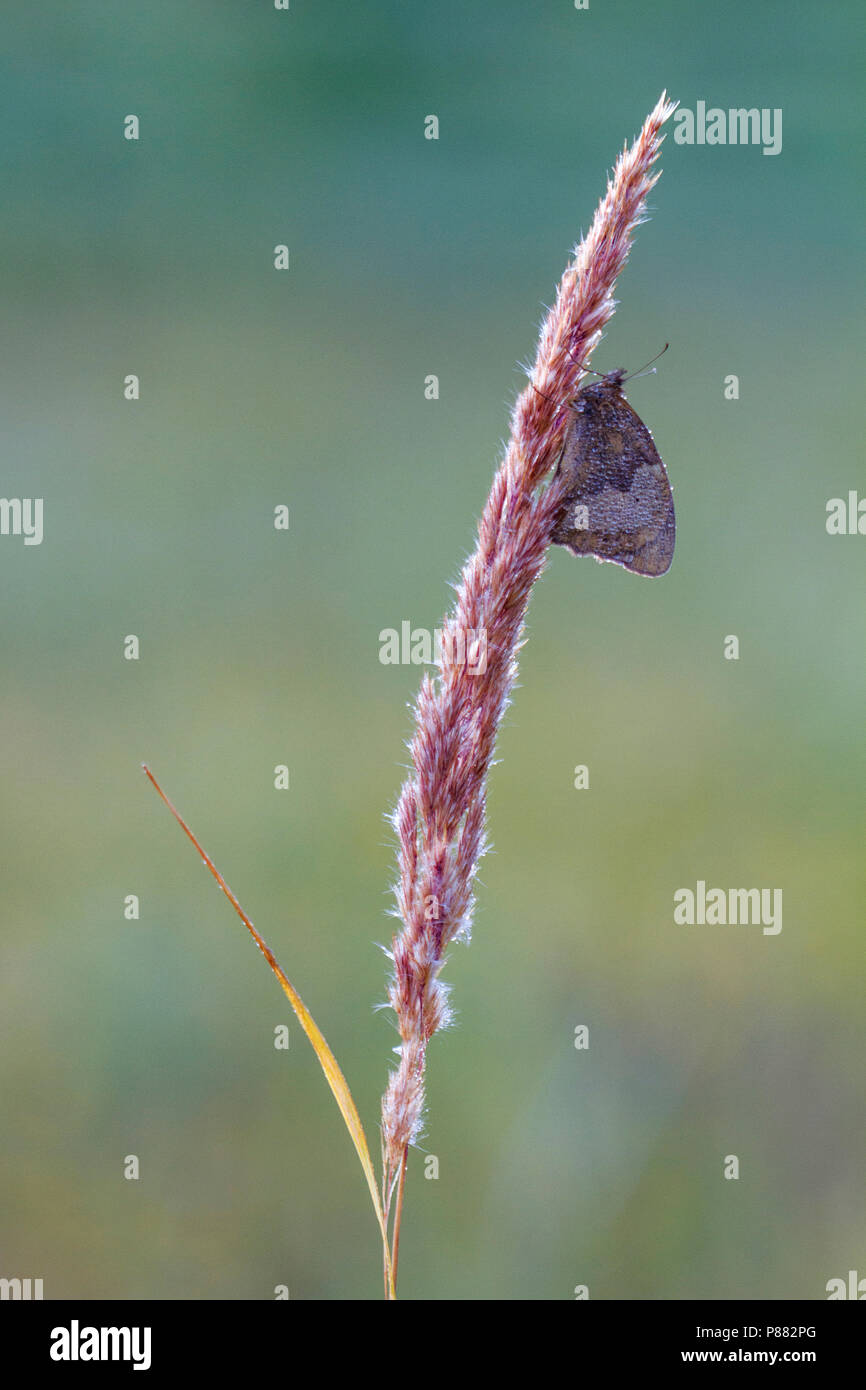 Bruin Zandoogje bedekt met dauw rustend op gras; Meadow Brown covered in dew and resting on grass Stock Photo