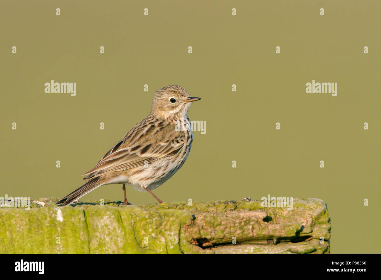 Meadow Pipit in the Netherlands Stock Photo