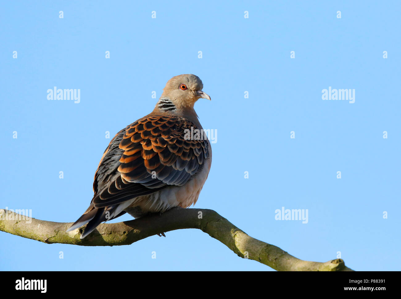 Oriental Turtle Dove (Streptopelia orientalis) wintering in the Netherlands Stock Photo