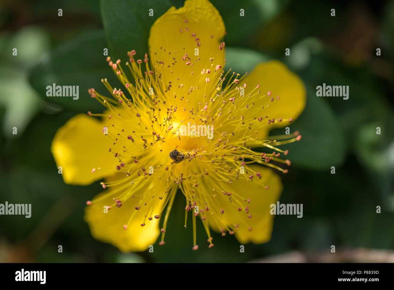 yellow hypericum flower, st johns wart plant. Stock Photo