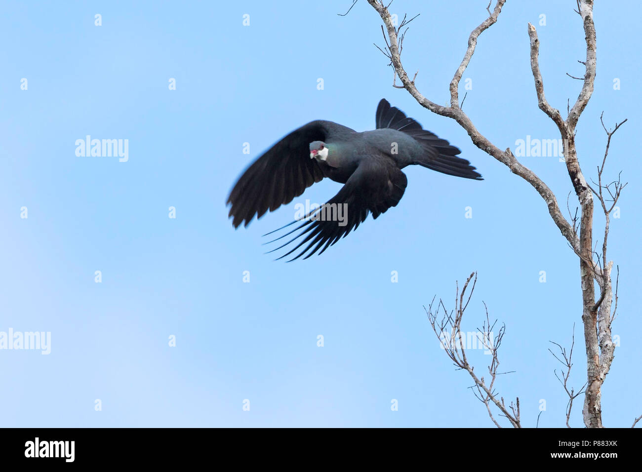 Metallic Pigeon (Columba vitiensis) flying from a tree. Species is widespread and common throughout its large range. Stock Photo
