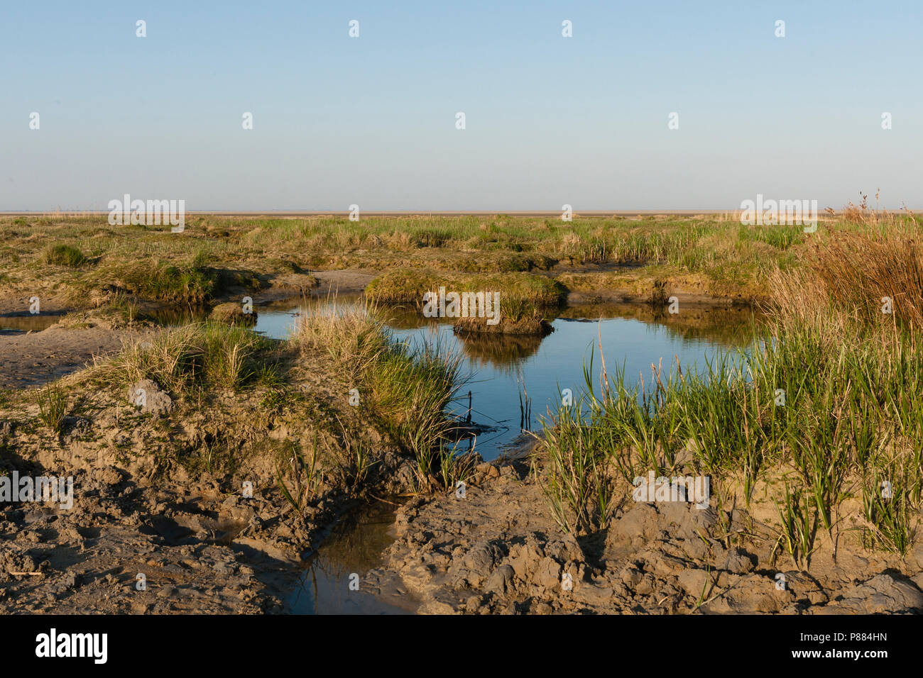 Kwelder op Schiermonnikoog, Saltmarsh at Schiermonnikoog Stock Photo ...