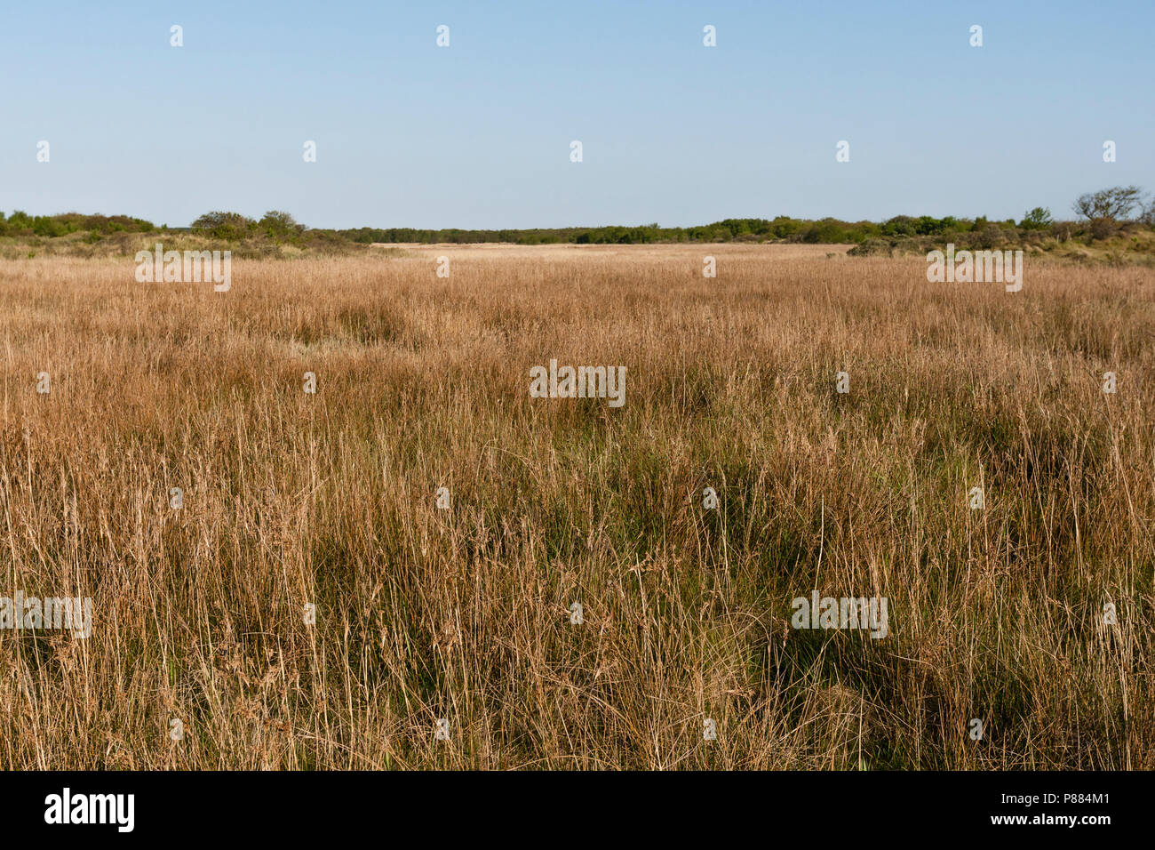 Extensive grassland hi-res stock photography and images - Alamy