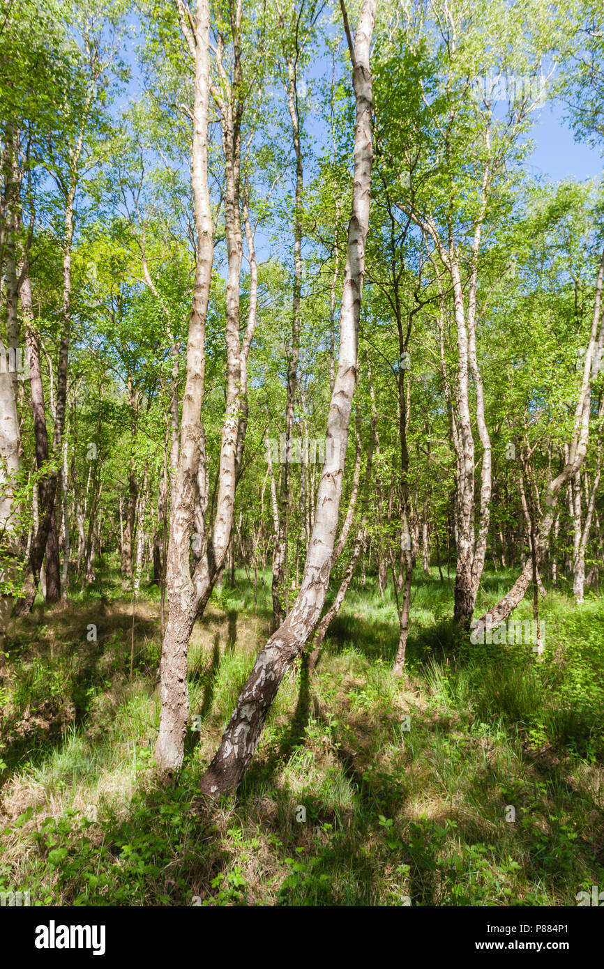 Birches hi-res stock photography and images - Alamy