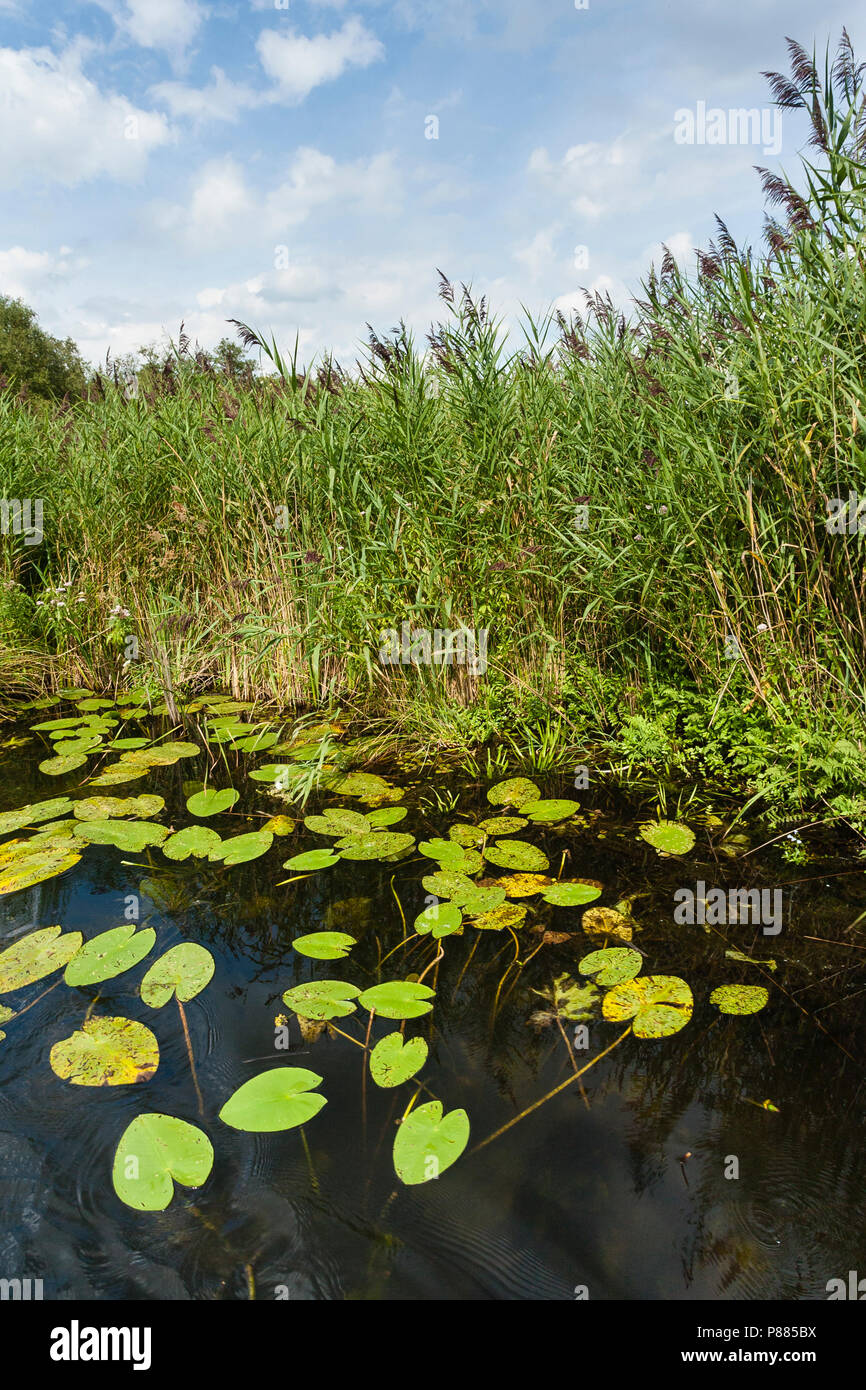 Reedbed and water lillies at Nationaal Park de Weerribben in summer Stock Photo