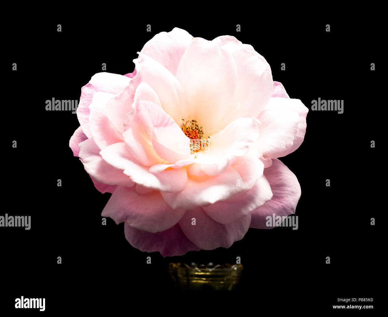 Single rose wallpaper hi-res stock photography and images - Alamy