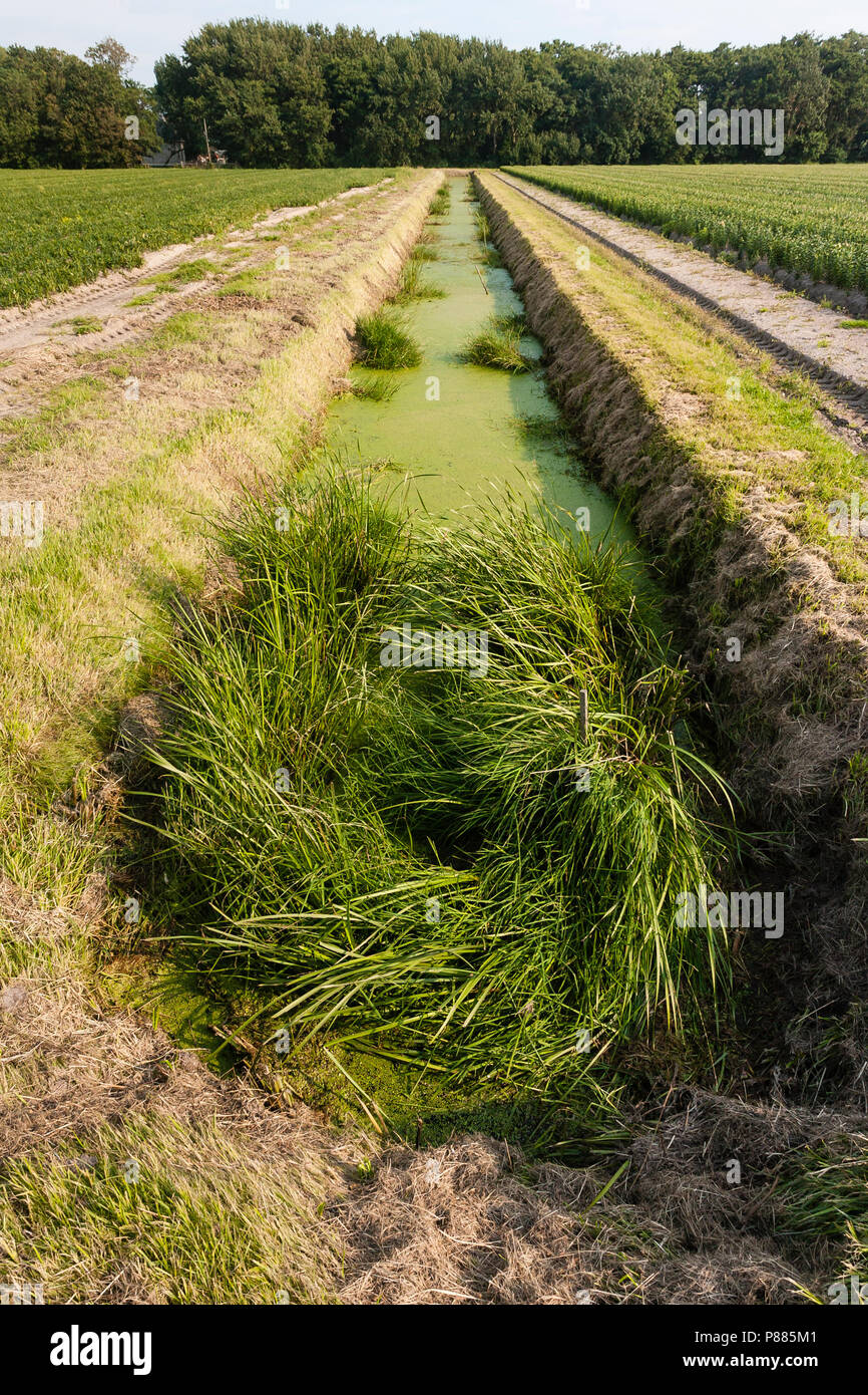 Sloot In the ditch hi-res stock photography and images - Alamy