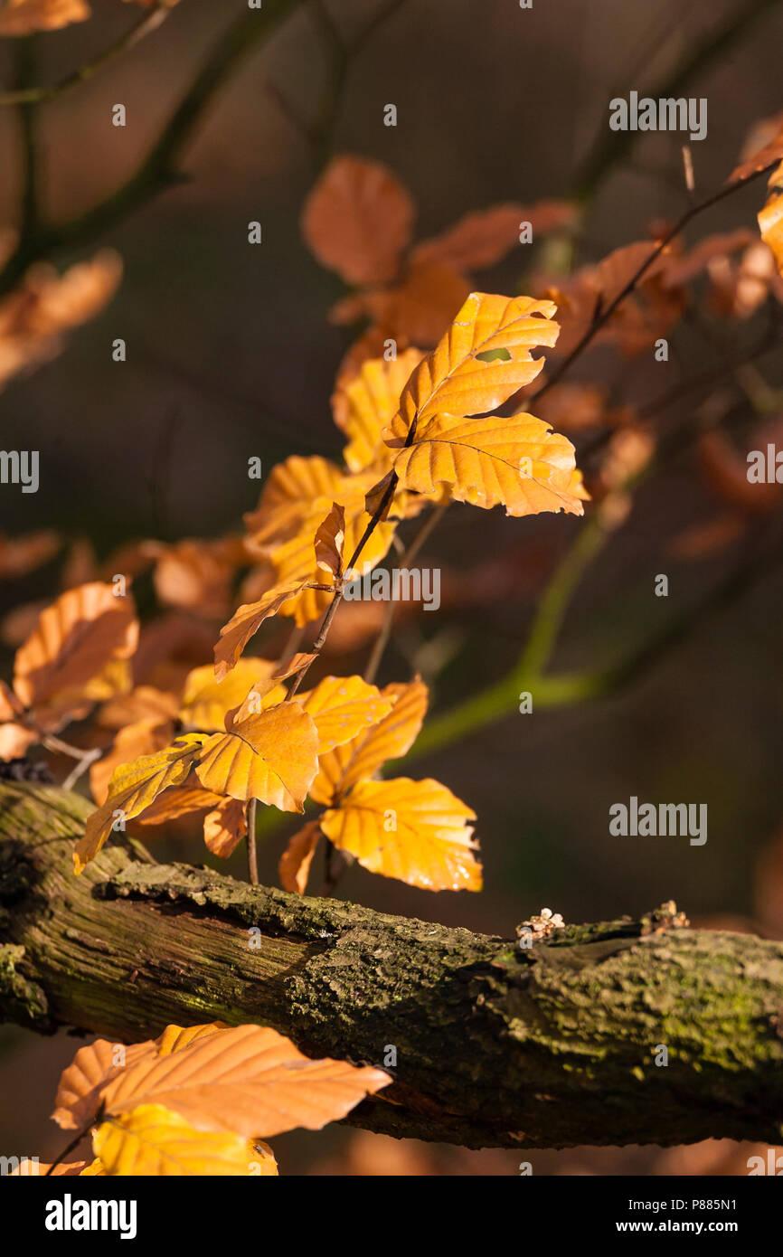 Verkleurde bladeren van Beuk in herfst; Discolored Beech leaves in autumn Stock Photo