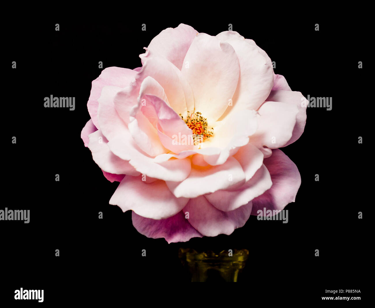 Single rose wallpaper hi-res stock photography and images - Alamy