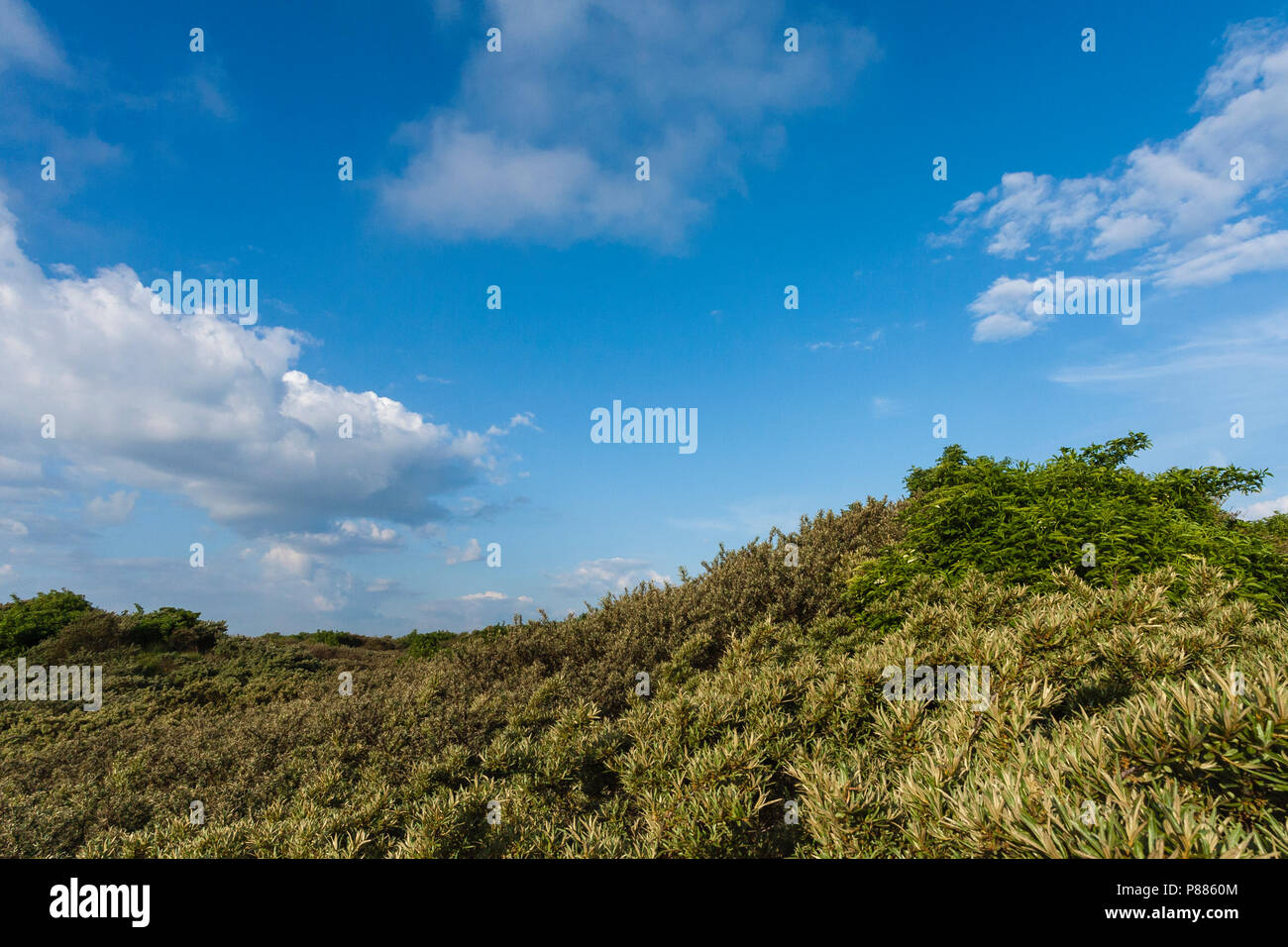 Sea Buckthorn (Hippophae rhamnoides) and other shrubs at Duinen van Oostvoorne in spring Stock Photo