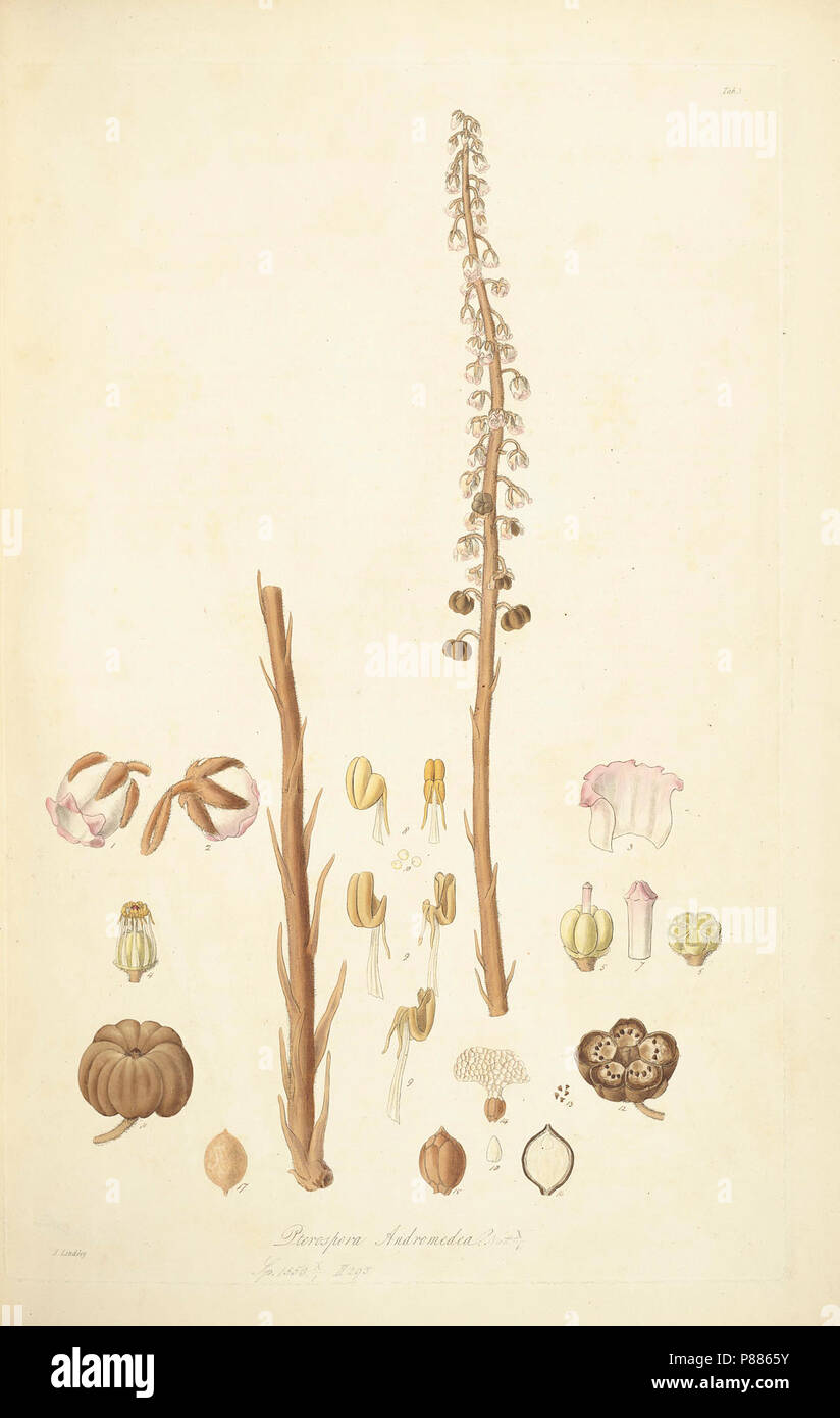 5 Pterospora andromedea - John Lindley - Collectanea botanica (1821). Stock Photo