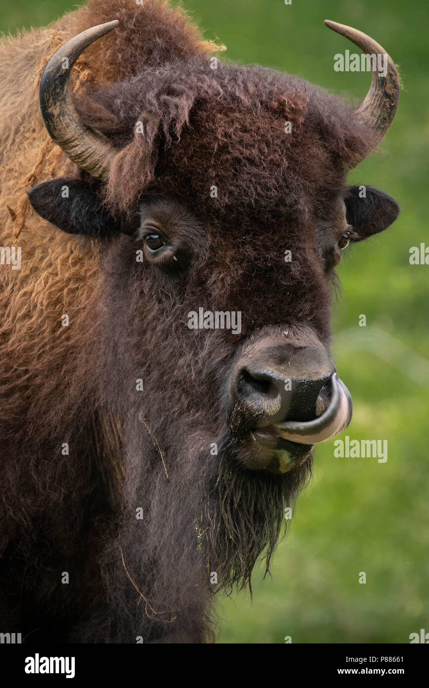 A bison grooming Stock Photo