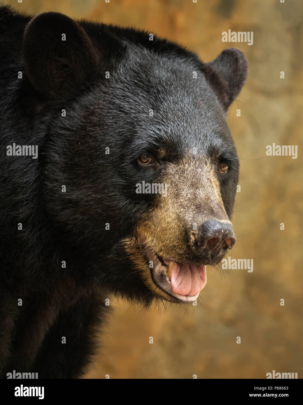 American Black Bear Stock Photo