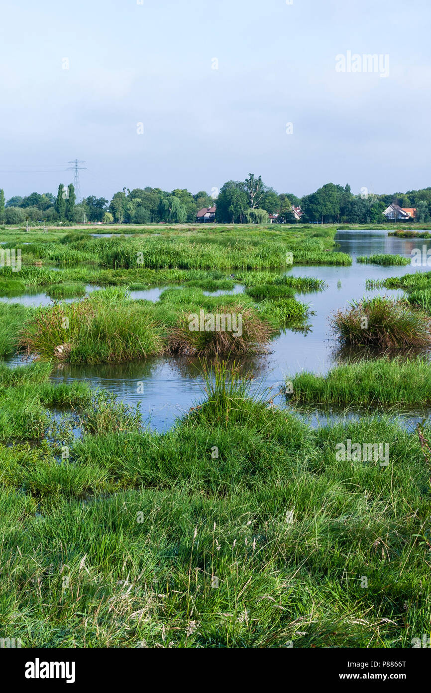 Reedbeds at Poelgeest polder in summer Stock Photo