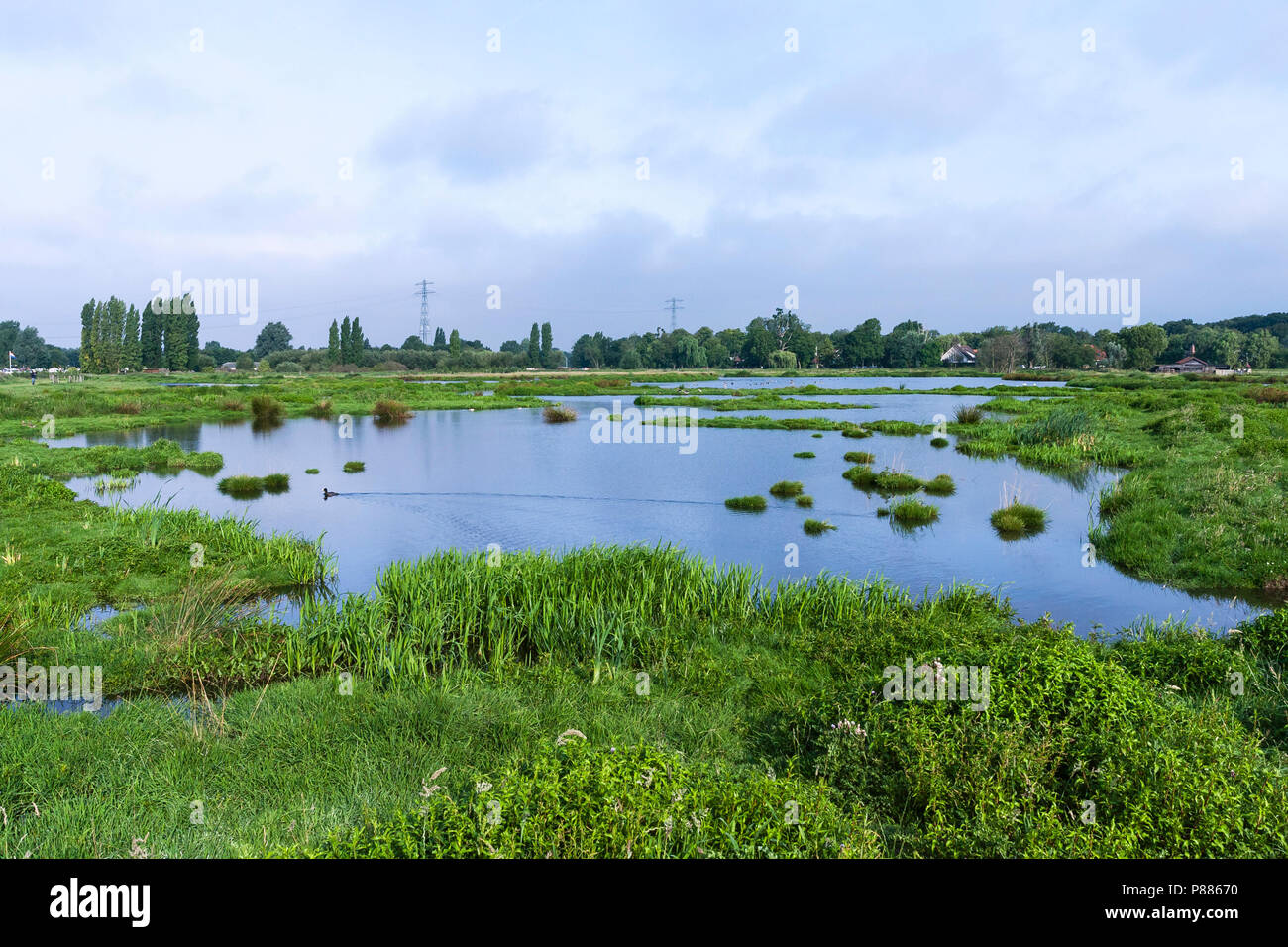 Reedbeds at Poelgeest polder in summer Stock Photo