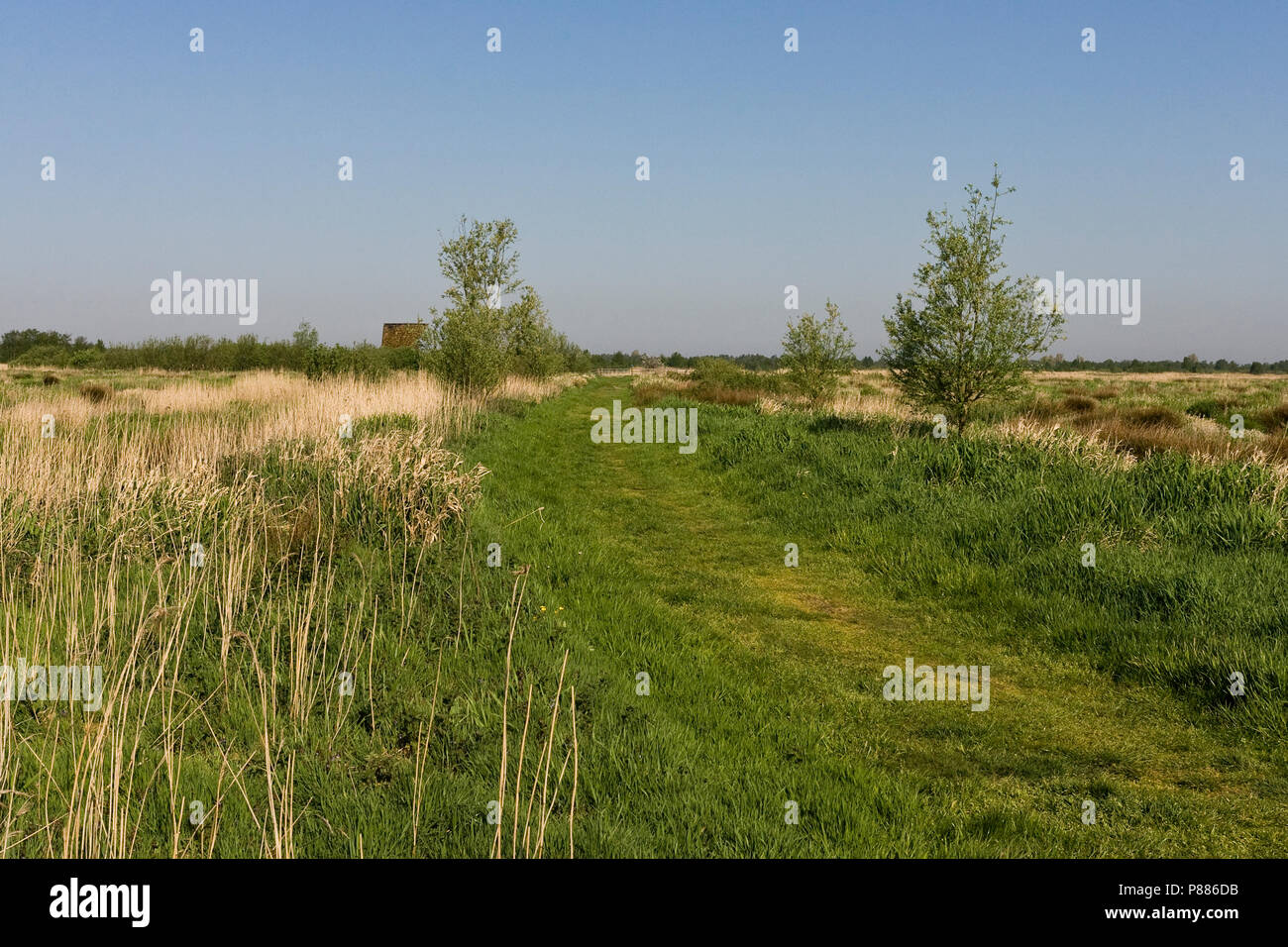 Wandelpad door rietland; Hiking Path through reedbeds Stock Photo