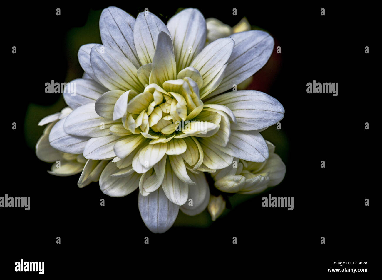 Bloeiende Haarlems klokkenspel, Flowering saxifrage Stock Photo