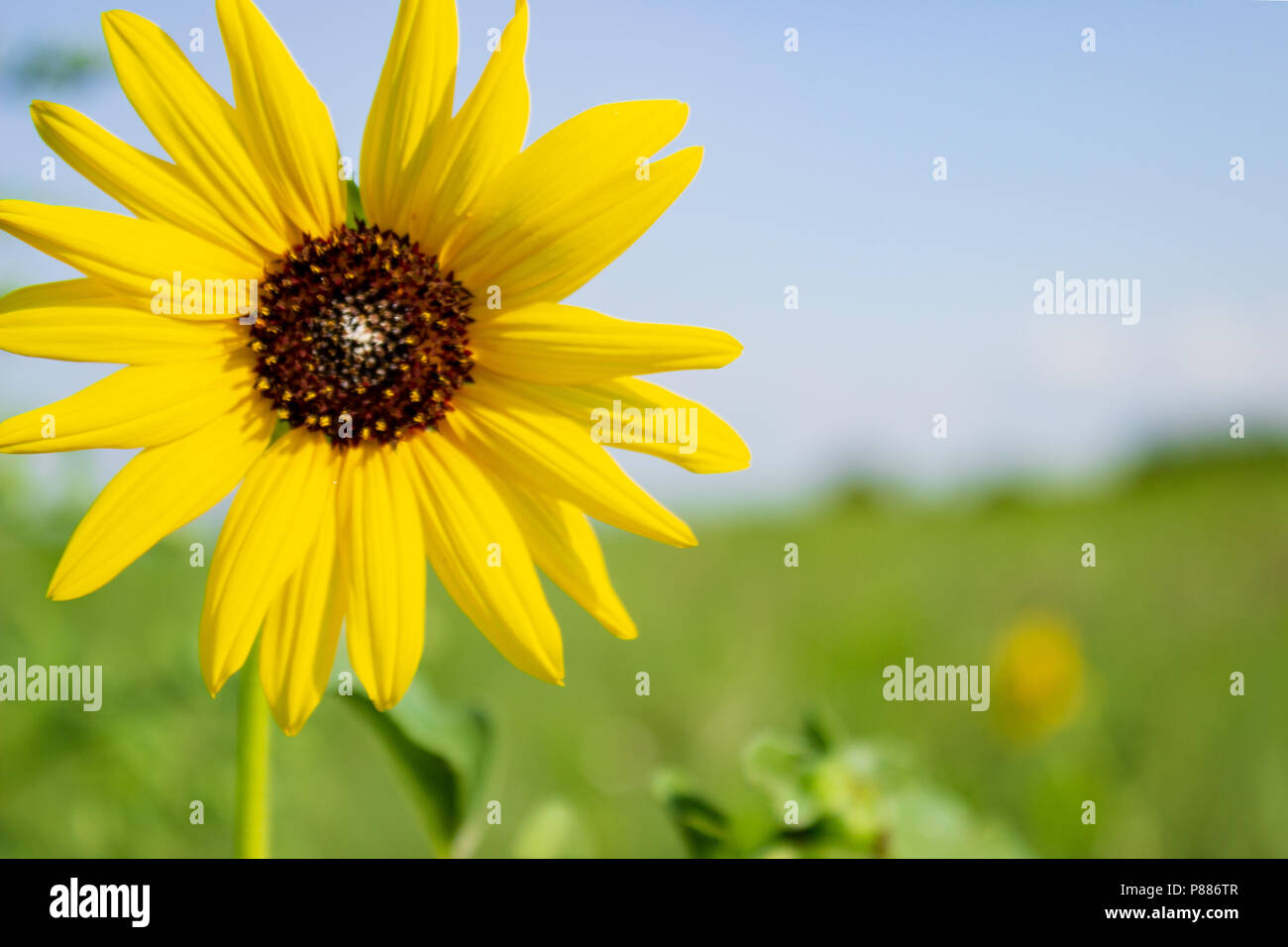 Sandhills nebraska sunflowers hires stock photography and images Alamy
