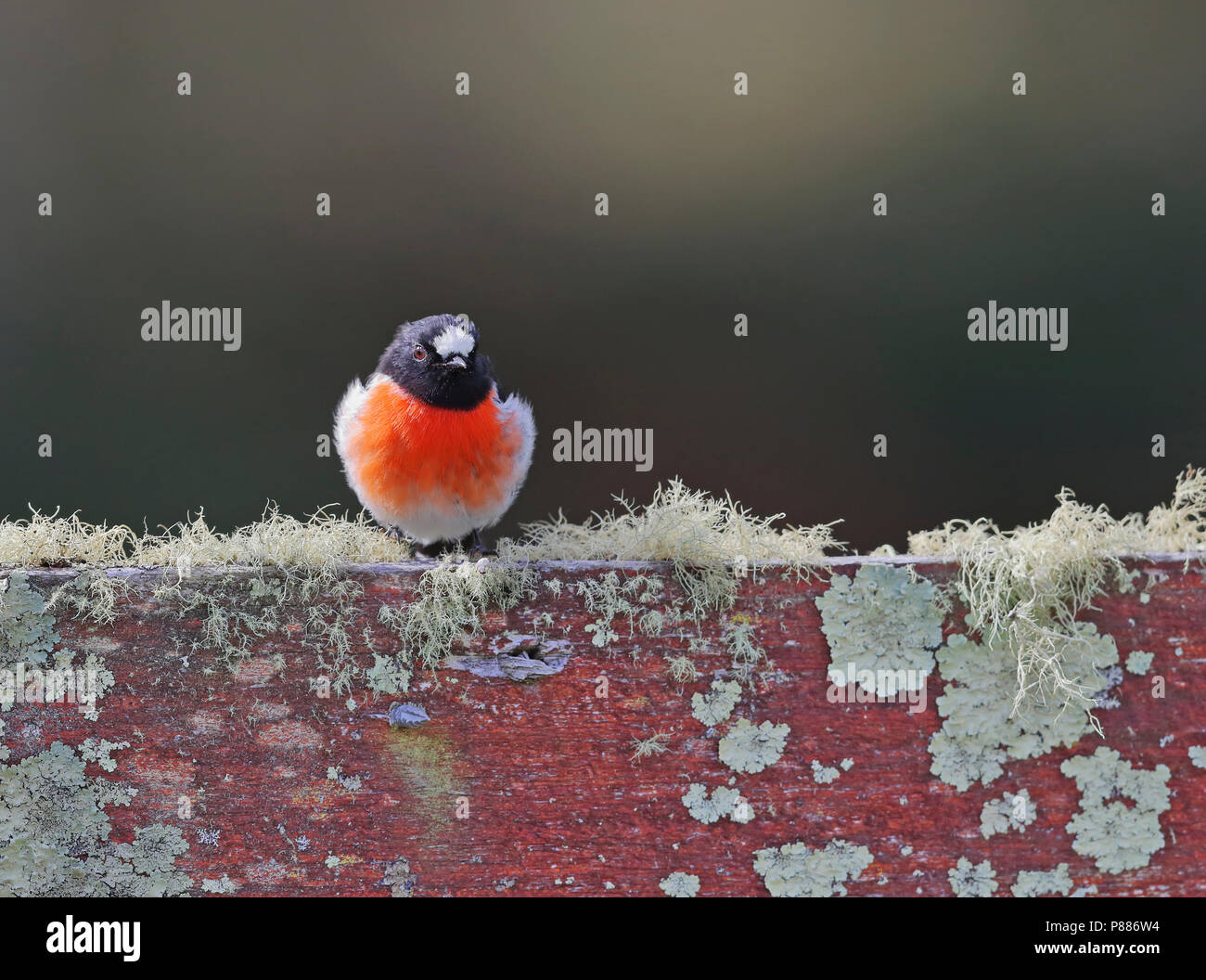 Scarlet robin, Petroica boodang Stock Photo